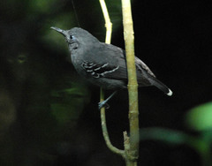 Hypocnemoides maculicauda