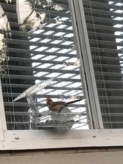 Cardinalis