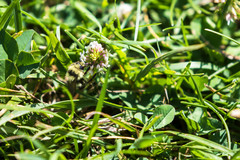 Bombus vancouverensis