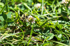 Bombus vancouverensis