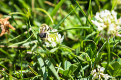 Bombus vancouverensis