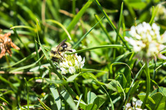 Bombus vancouverensis