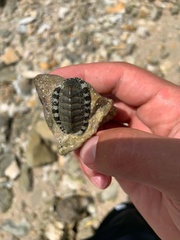 Chitonoidea