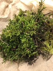 Claopodium crispifolium