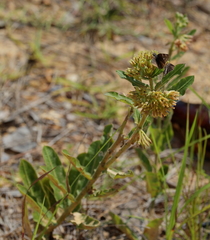 Asclepias obovata