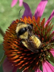 Bombus borealis
