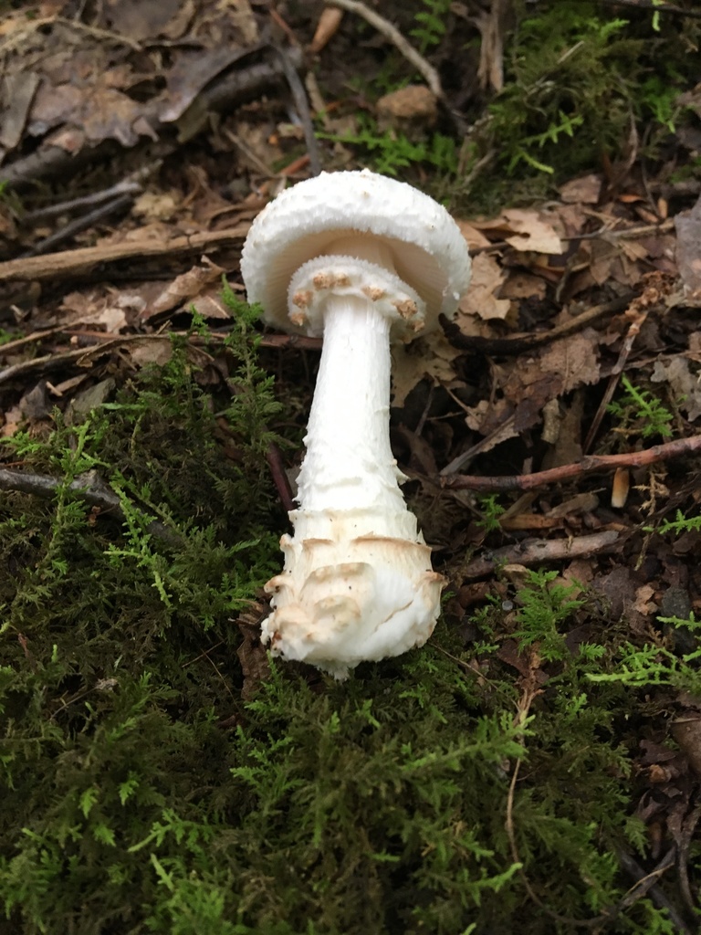 amanita mushrooms from Hewitt, NJ, US on August 4, 2021 at 12:30 PM by ...