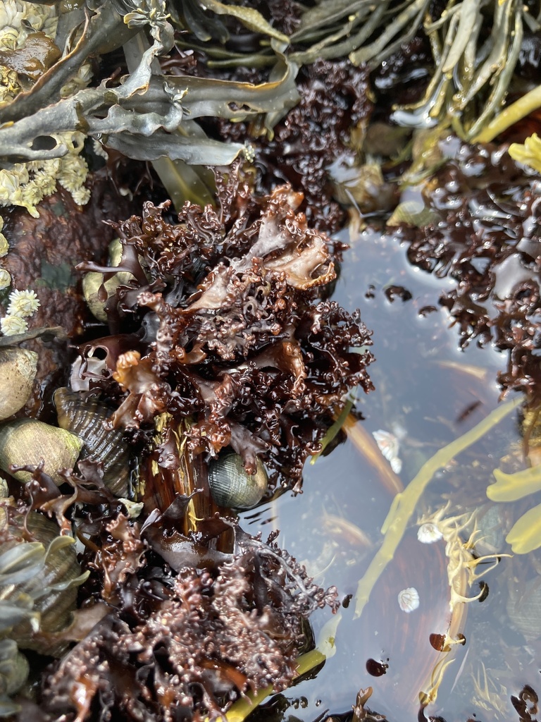 Photo of Stellate Mastocarpus (Mastocarpus stellatus)