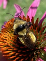 Bombus borealis