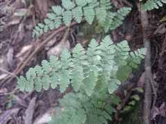 Myriopteris microphylla