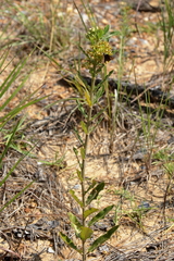 Asclepias obovata
