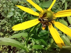 Paranthidium jugatorium