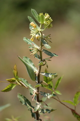 Asclepias obovata