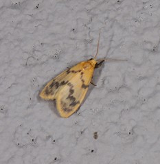 Symmetrodes sciocosma