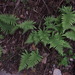 Parasitic Tri-vein Fern - Photo (c) Sunnetchan, some rights reserved (CC BY-NC-ND), uploaded by Sunnetchan
