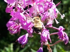 Anthophora bomboides bomboides