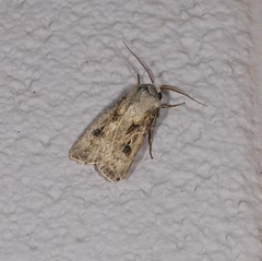 Agrotis interjectionis