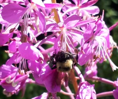 Anthophora bomboides bomboides