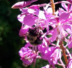 Anthophora bomboides bomboides
