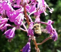 Anthophora bomboides bomboides