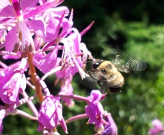 Anthophora bomboides bomboides