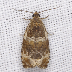 Olethreutes versicolorana