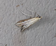 Euclasta maceratalis