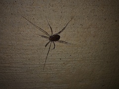 Hadrobunus maculosus