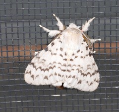 Lymantria pelospila