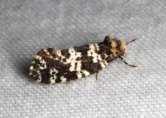 Ardiosteres moretonella
