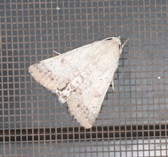 Pandesma submurina