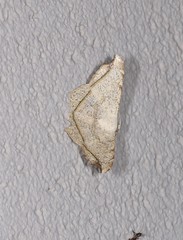Semiothisa drepanata