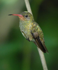 Gilded Hummingbird photo 5