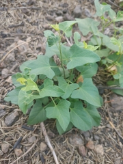 Calystegia atriplicifolia