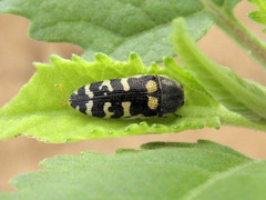 Acmaeodera alicia