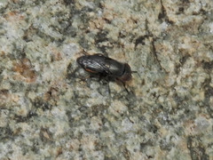 Notogramma