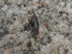 Notogramma