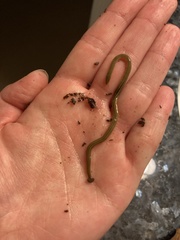 Bipalium pennsylvanicum
