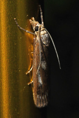 Occidentalia comptulatalis