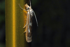 Occidentalia comptulatalis