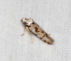 Oxythecta hieroglyphica