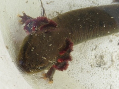 Necturus maculosus