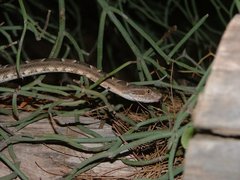 Bothrops diporus