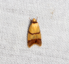 Heteroteucha translatella