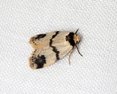 Thallarcha sparsana