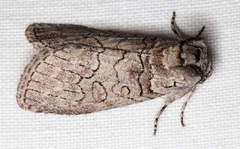 Discophlebia celaena
