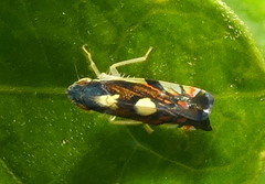 Diedrocephala