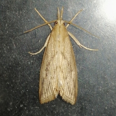 Schoenobiinae