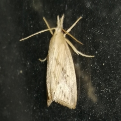 Schoenobiinae