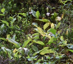 Erythronium montanum